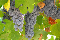 Taormina (Messina) Wine Tasting